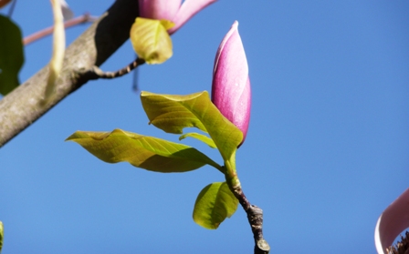 magnolia bud
