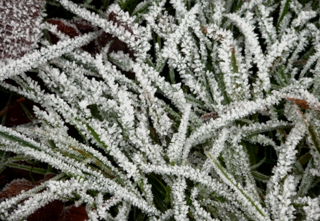 Winter frost on grass